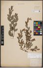 Foto von Salix aurita L. x Salix repens L.